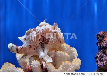Frogfish Frogfish 143129783