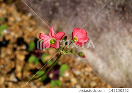 酢漿草花 酢漿草花 143130262