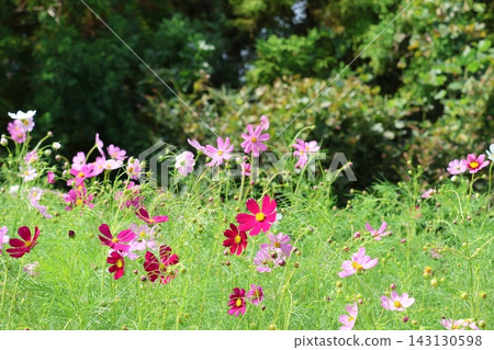 Scenery with cosmos Scenery with cosmos 143130598