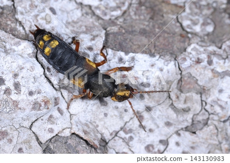 Living creatures, insects: A rove beetle with striking golden hair patterns on its black body. Living creatures, insects: A rove beetle with striking golden hair patterns on its black body. 143130983