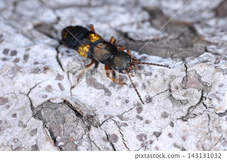 Living creature, insect: A large rove beetle, about two centimeters long, called a yellow-spotted rove beetle. It emerged from a tree stump by the roadside. Living creature, insect: A large rove beetle, about two centimeters long, called a yellow-spotted rove beetle. It emerged from a tree stump by the roadside. 143131032