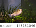 Golden Puffer 143131046