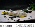 Tetraodon lineatus 143131051