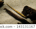 Farlowella vittata 143131167
