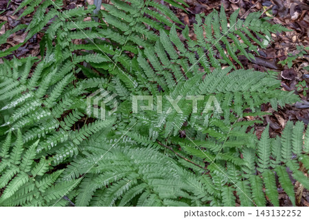The unique form of *Dryopteris erythrosora*, which does not wither even when its spores mature [Dryopteridaceae family] 143132252