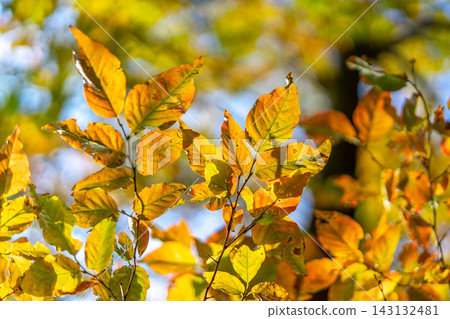 Autumn leaves shining in the sunlight filtering through the trees, and the powerful trees themselves. *The location of the photo is indicated in the comments section of the work. Autumn leaves shining in the sunlight filtering through the trees, and the powerful trees themselves. *The location of the photo is indicated in the comments section of the work. 143132481