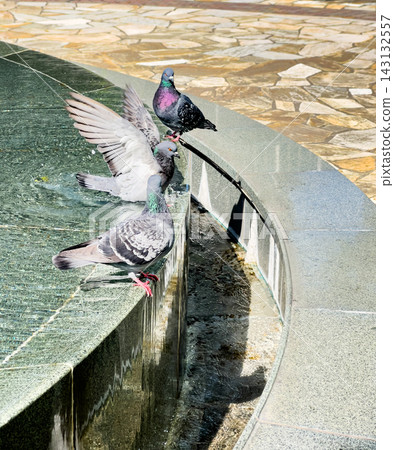 The heartwarming sight of pigeons spreading their wings and bathing by the fountain. The heartwarming sight of pigeons spreading their wings and bathing by the fountain. 143132557