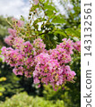 Pale pink crape myrtle blossoms against a backdrop of green trees. 143132561