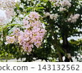 Pale pink crape myrtle blossoms against a backdrop of green trees. 143132562