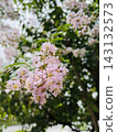 Pale pink crape myrtle blossoms against a backdrop of green trees. 143132573