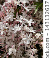 Hagoromo Jasmine 143132637