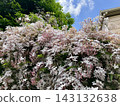 Hagoromo Jasmine 143132638
