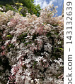 Hagoromo Jasmine 143132639