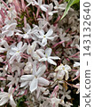 Hagoromo Jasmine 143132640