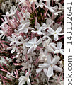 Hagoromo Jasmine 143132641