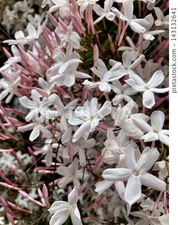 Hagoromo Jasmine Hagoromo Jasmine 143132641