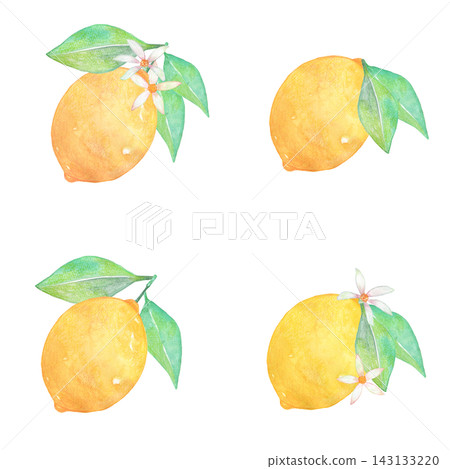 用水彩繪製的檸檬插圖 用水彩繪製的檸檬插圖 143133220