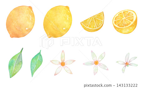 用水彩畫的檸檬插圖集 用水彩畫的檸檬插圖集 143133222