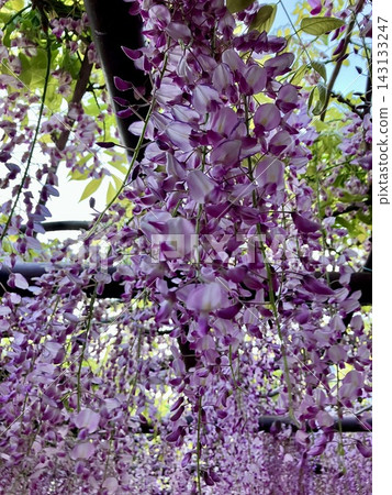 Wisteria trellis Wisteria trellis 143133247