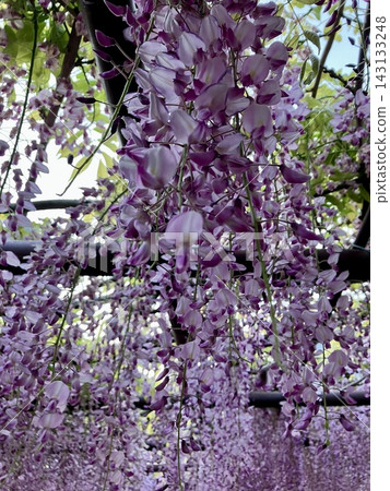 Wisteria flowers Wisteria flowers 143133248