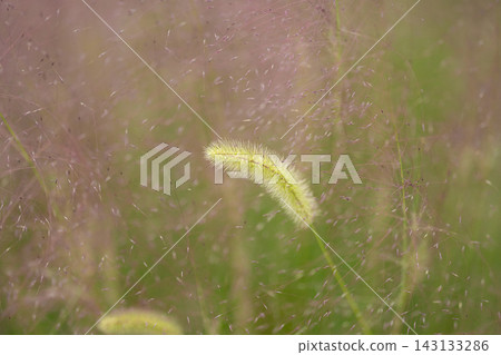 The soft scenery of foxtail grass swaying in the autumn breeze. The soft scenery of foxtail grass swaying in the autumn breeze. 143133286