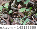 Japanese grass lizard Autumn 143133369