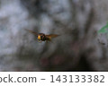 Hornet, Giant hornet 143133382