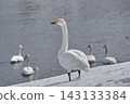 Great swans 143133384