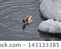 Mallard 143133385