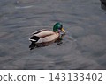 Mallard 143133402