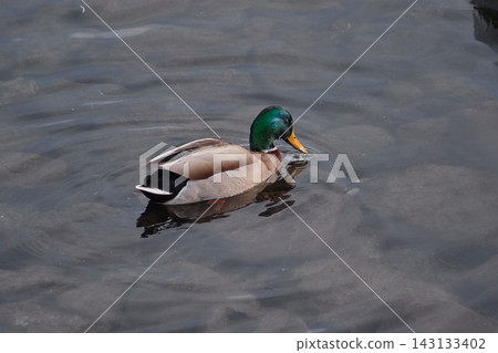 Mallard Mallard 143133402
