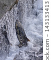 Salmon swimming upstream jumping 143133413