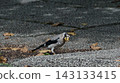 Japanese Grosbeak (Autumn) 143133415