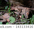Japanese grass lizard Autumn 143133416
