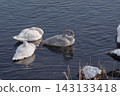 Great swans 143133418