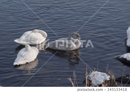 Great swans Great swans 143133418