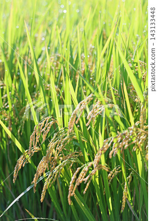 Fruited rice panicle Fruited rice panicle 143133448
