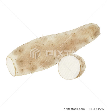 Watercolor illustration of a Japanese yam Watercolor illustration of a Japanese yam 143133597