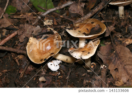 Agaricus species, characterized by their glossy, shimmering caps (Japanese natural fungi/mushroom ecology macro photography) Agaricus species, characterized by their glossy, shimmering caps (Japanese natural fungi/mushroom ecology macro photography) 143133606