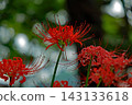 希根花開在樹蔭下 143133618