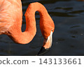 Beni Iro Flamingo 143133661