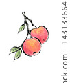 A watercolor illustration of apples growing on a tree. 143133664