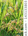 Rice early harvest 143133803