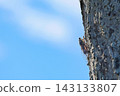 Semi that sticks to trees 143133807