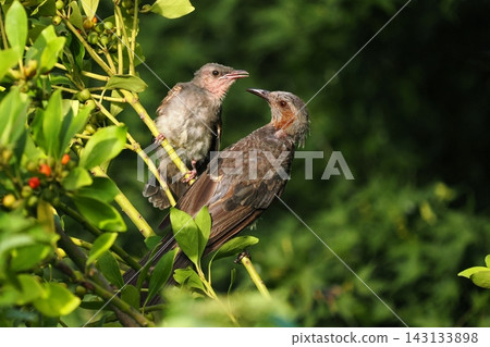 Parent birds feeding their young bulbuls 143133898
