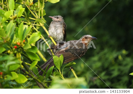 Parent birds feeding their young bulbuls Parent birds feeding their young bulbuls 143133904