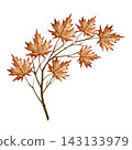 A branch with maple leaves. A hand drawn watercolor illustration. Perfect for stickers, banners, posters and packaging, greeting cards and labels, prints and much more. 143133979