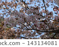 櫻桃樹 143134081