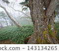 Large trees and a slope shrouded in mist and bamboo grass 143134265