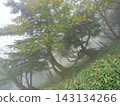 A slope in a deep, misty forest 143134266